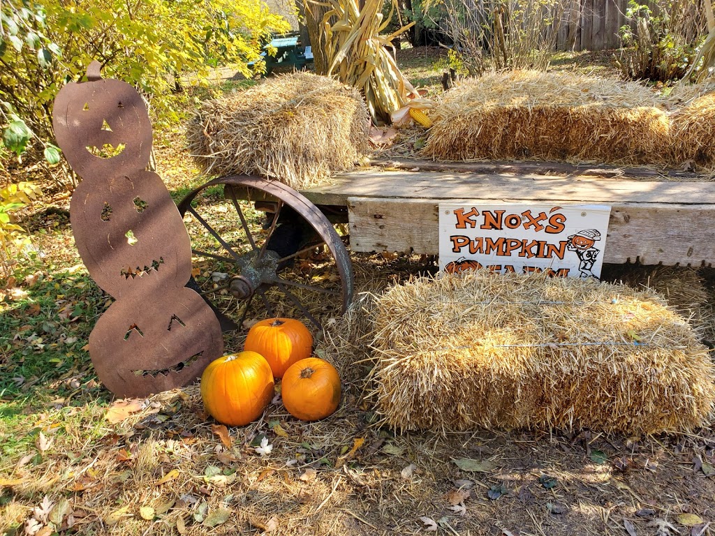 Knoxs Pumpkin Farm | 6325 Enfield Rd, Hampton, ON L0B 1J0, Canada | Phone: (905) 263-2934