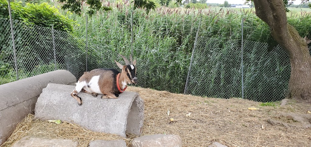 La ferme perras | 127 QC-132, Saint-Stanislas-de-Kostka, QC J0S 1W0, Canada | Phone: (450) 371-3101