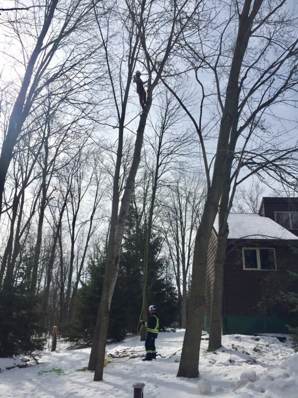 Remers Tree Service | 43889 Hullett McKillop Rd, Walton, ON N0K 1Z0, Canada | Phone: (519) 949-0407