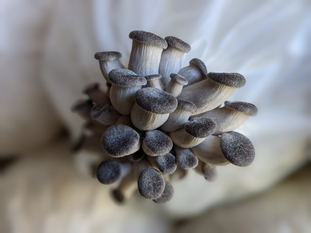 Sunrise Mushrooms Ltd | 27777 Quinton Ave, Abbotsford, BC V4X 1J7, Canada | Phone: (604) 802-6152