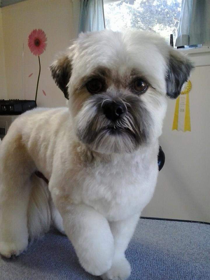 Dog Grooming By Cherie | 1824 Alberni Hwy, Coombs, BC V0R 1M0, Canada | Phone: (250) 702-8707
