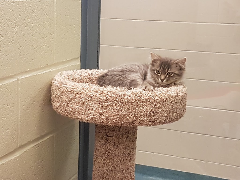 Kitchener Waterloo Humane Society | 250 Riverbend Dr, Kitchener, ON N2B 2E9, Canada | Phone: (519) 745-5615