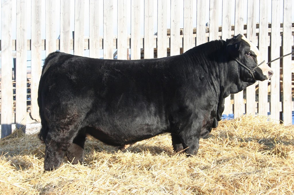 Ultra Livestock | RR #2, Carstairs, AB T0M 0N0, Canada | Phone: (403) 337-5881