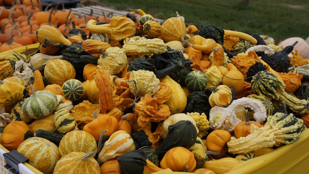 Rondriso Farms Pumpkin Patch and General Store | 8390 172 St, Surrey, BC V4N 3G4, Canada | Phone: (604) 574-5585