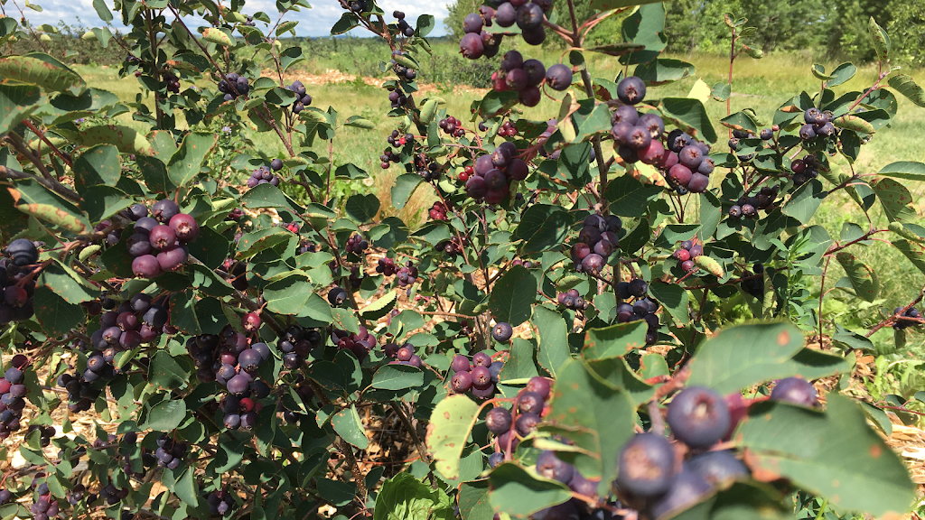 Tasty berry | 55226, Range Rd 265, AB T8R 0Y9, Canada | Phone: (780) 977-1621