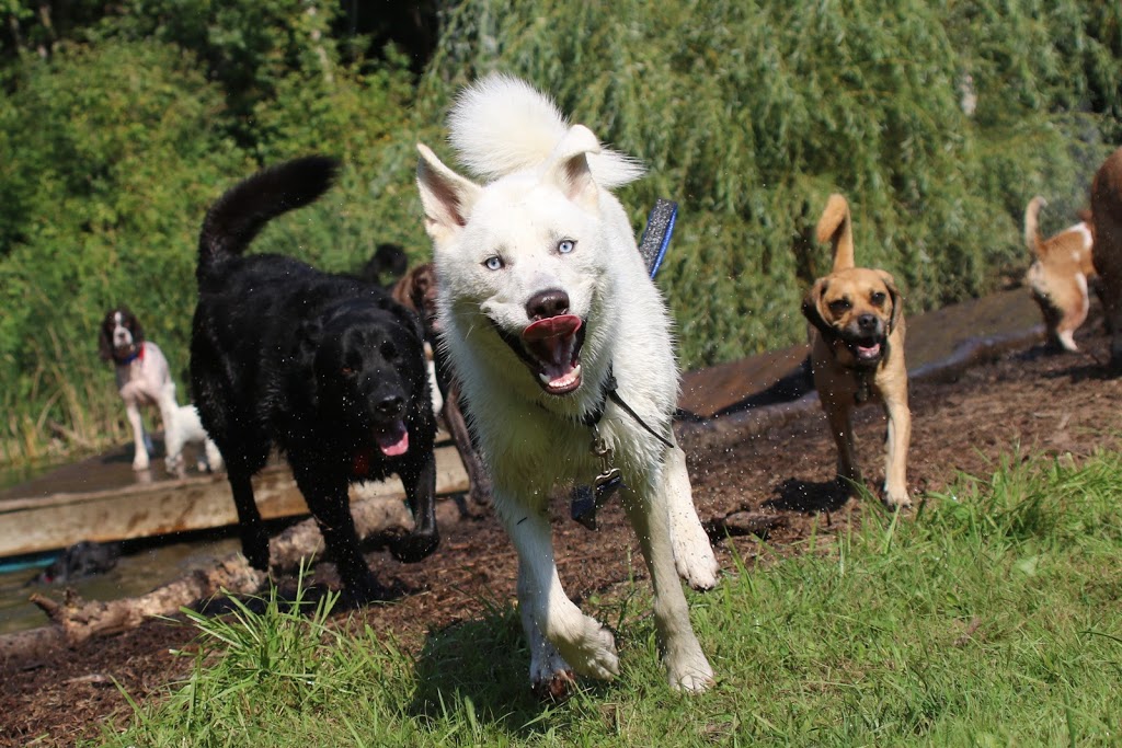 In the Lead Dog Walking | 7 Hassard Ave, East York, ON M4K 3N3, Canada | Phone: (416) 543-0017