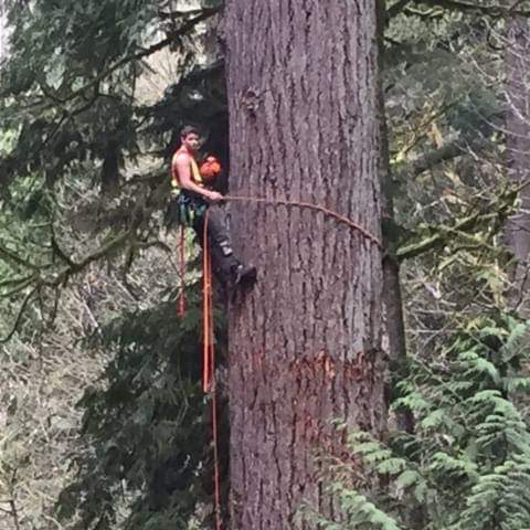 Blake Forrest Tree Care Inc | 23928 Kanaka Way, Maple Ridge, BC V2W 0H7, Canada | Phone: (236) 979-6879