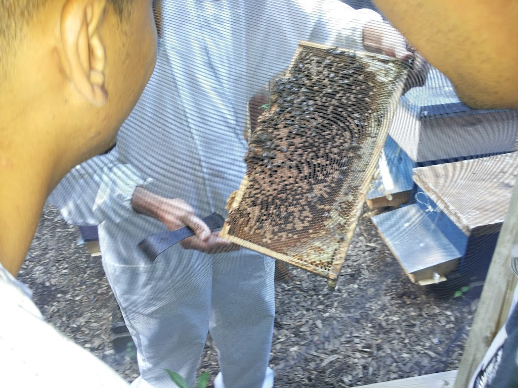 Daves Apiaries | 1481 Kilally Rd, London, ON N5V 5A2, Canada | Phone: (519) 453-7363