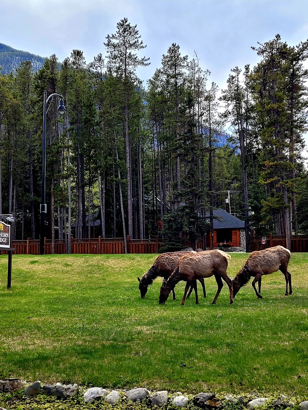 Elkhorn Lodge | 124 Spray Ave, Banff, AB T1L 1A1, Canada | Phone: (403) 762-2299