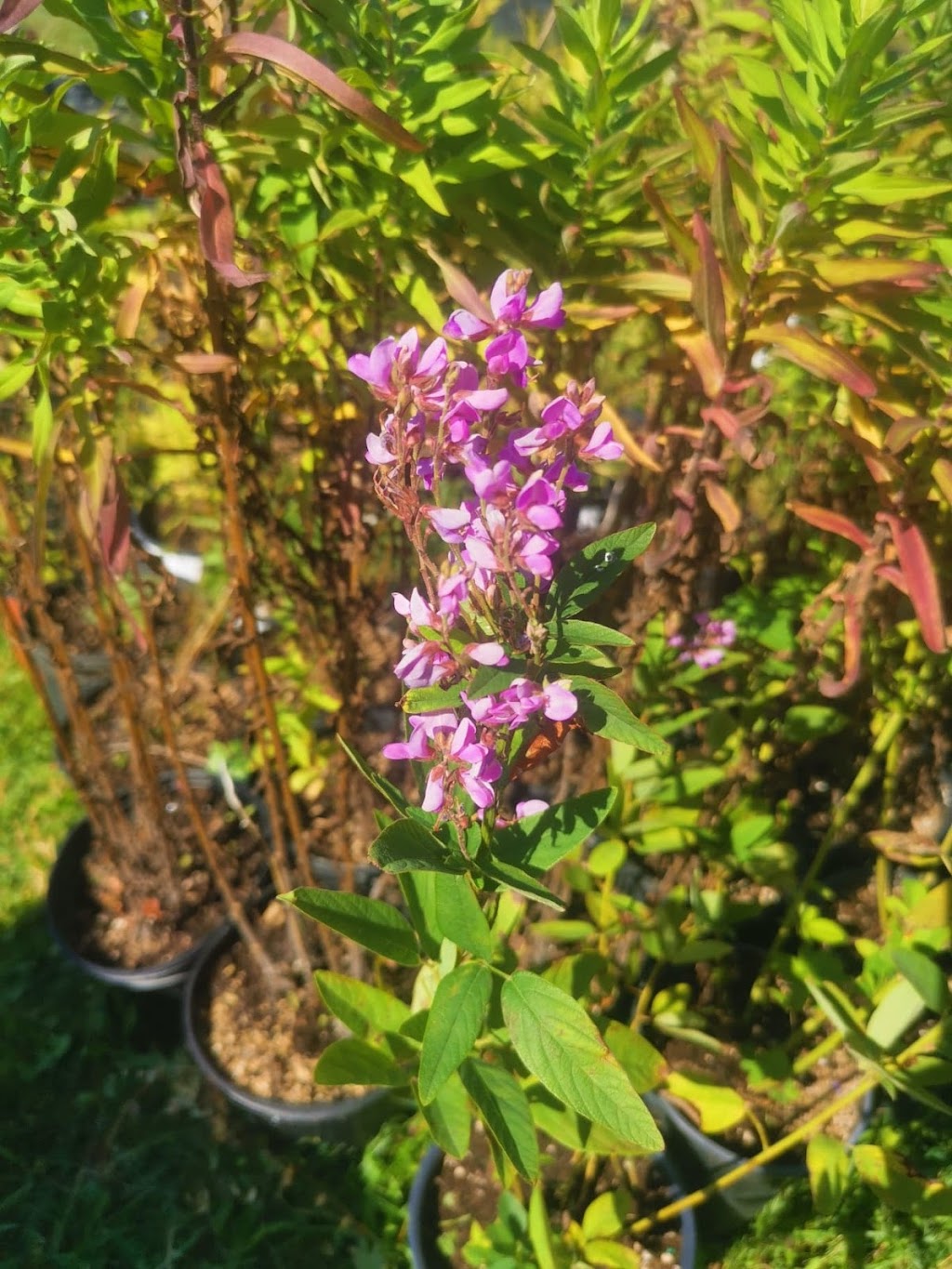 La flore vagabonde | 4155 4e Rang E, Sainte-Hélène-de-Kamouraska, QC G0L 3J0, Canada | Phone: (581) 305-1058