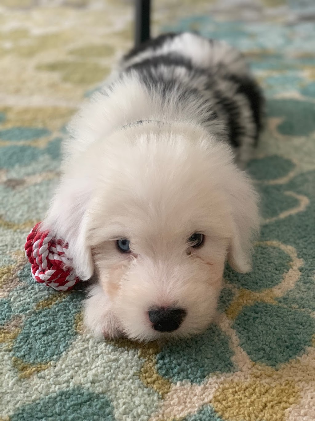 Tasiahills Reg. Old English Sheepdogs | 20 Mill St, Markham, ON L3P 1K9, Canada | Phone: (416) 399-8110