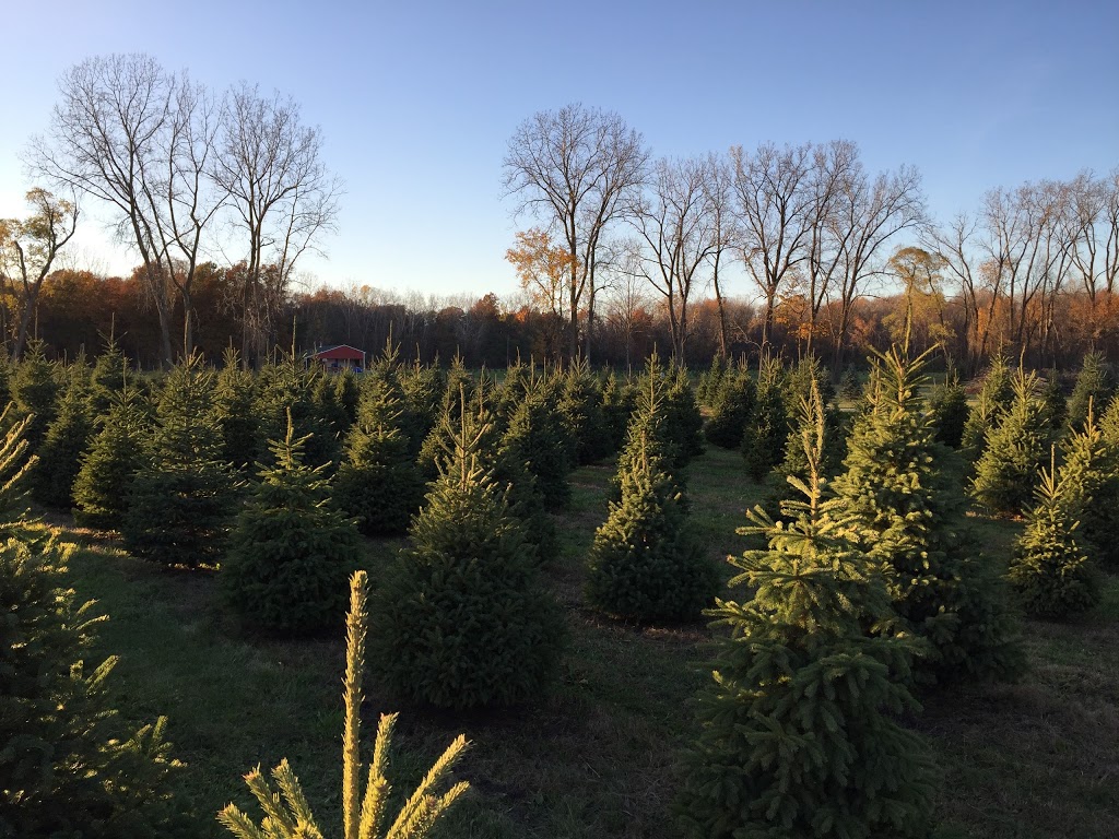 Shea Christmas Tree Farm | 6214 Shea Rd, Marine City, MI 48039, USA | Phone: (810) 765-5882