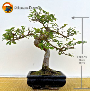 Ottawa Bonsai | 305 Rue de Honfleur, Gatineau, QC J9J 2H6, Canada | Phone: (613) 788-6988