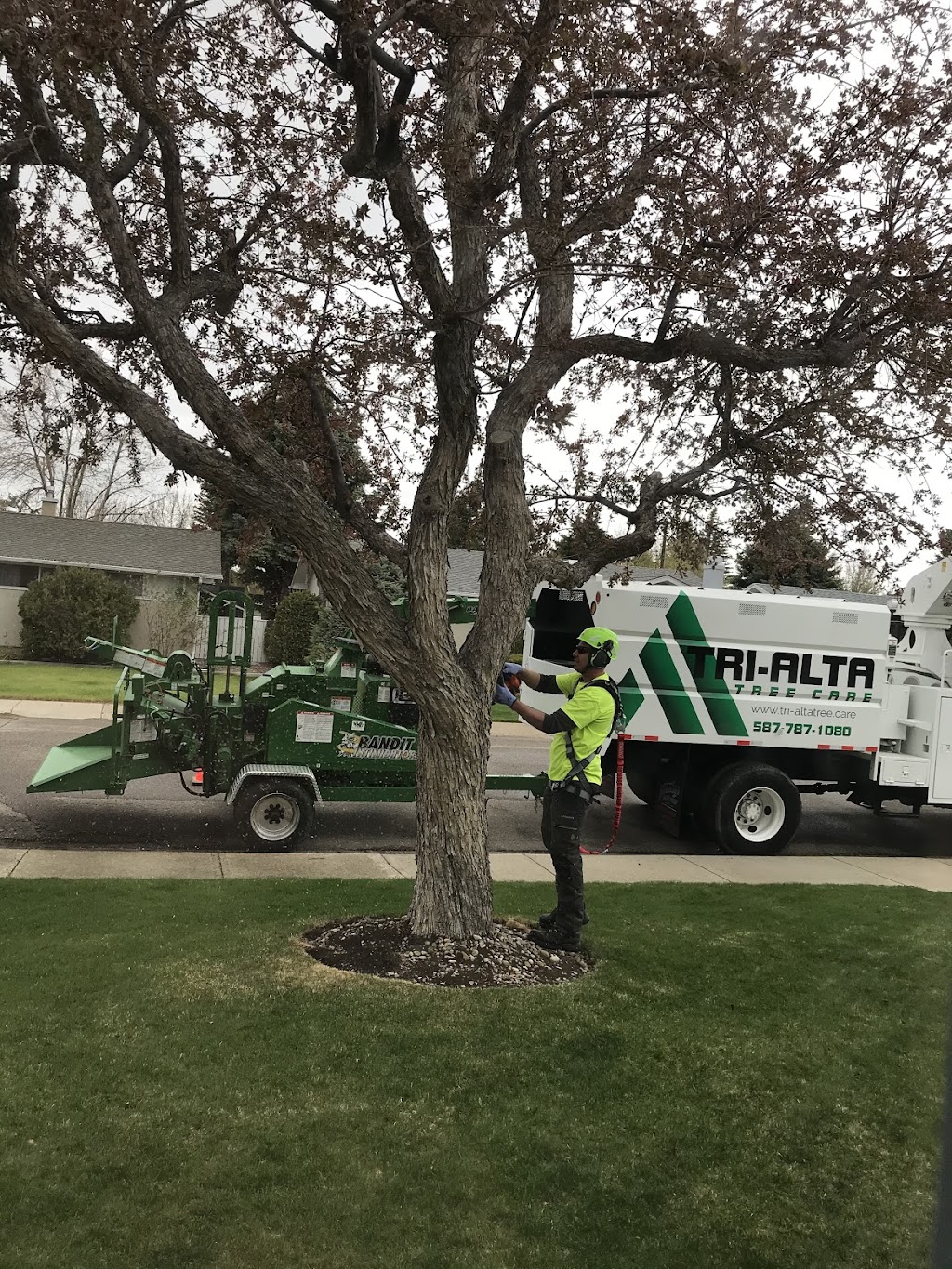 Tri-Alta Tree Care Inc | 3755 18 Ave N, Lethbridge, AB T1H 6T2, Canada | Phone: (587) 787-1080