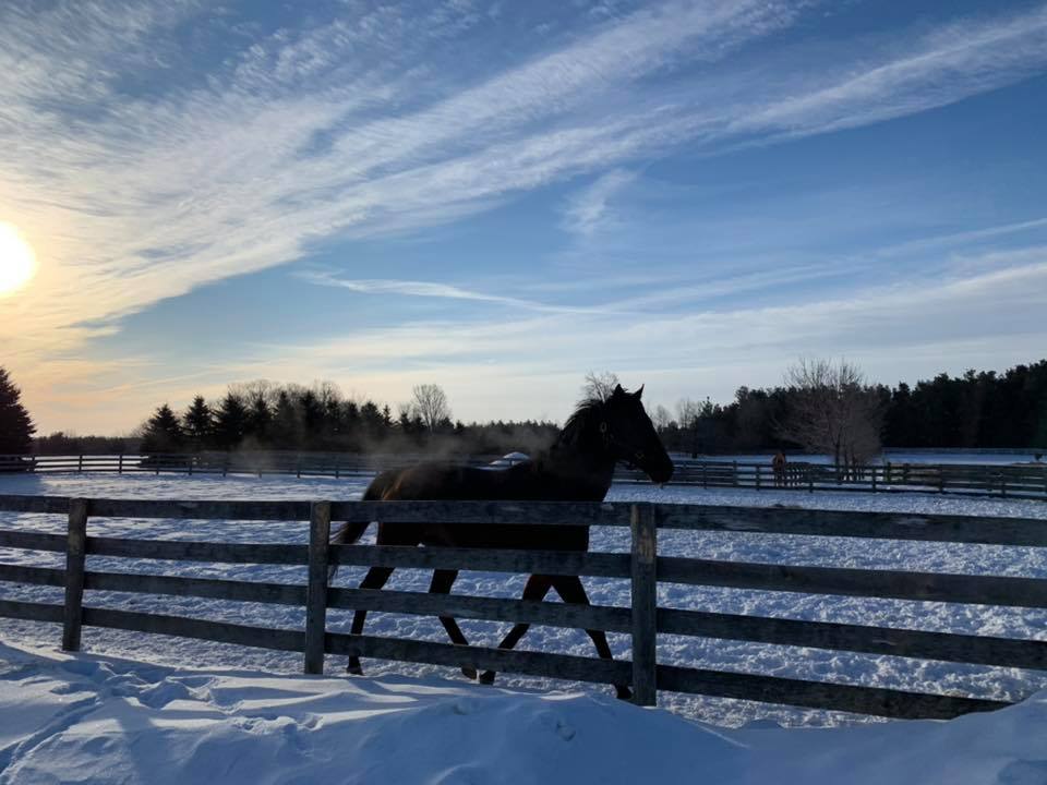 Amplify Stables | 1169 Concession Rd 4, Loretto, ON L0G 1L0, Canada | Phone: (905) 291-3663