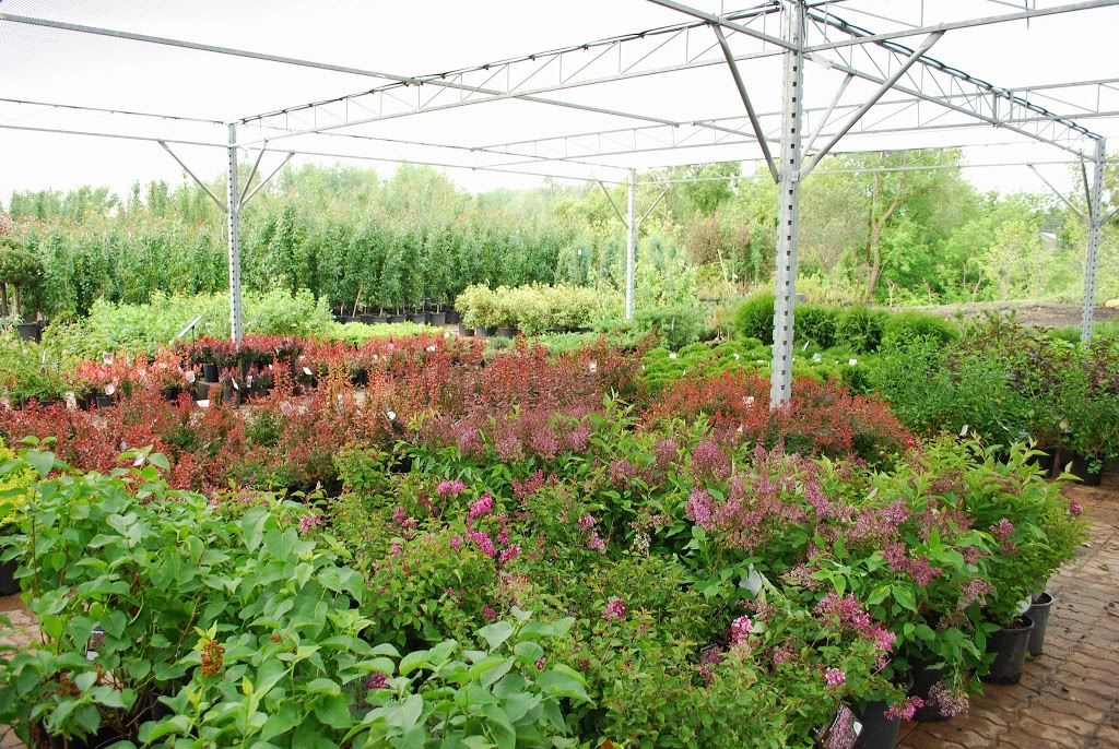 Kiwi Nurseries Ltd | 31313 118 Ave NW, Acheson, AB T7X 6M6, Canada | Phone: (780) 962-9297