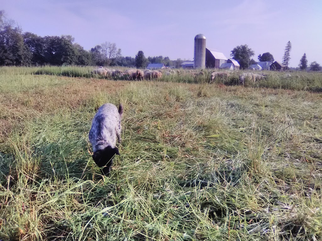 Shady Creek Lamb Co | 6021 Carp Rd, Kinburn, ON K0A 2H0, Canada | Phone: (613) 913-4994