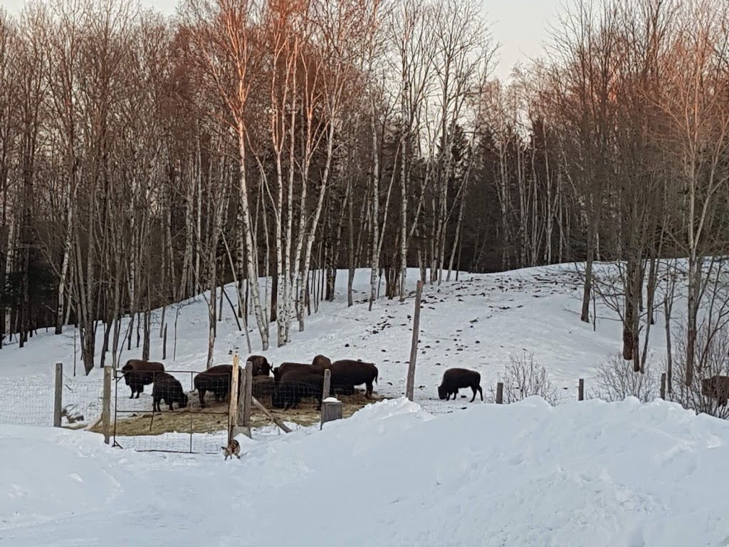 American Ranch | 516 Montée Bernard, Saint-Émile-de-Suffolk, QC J0V 1Y0, Canada | Phone: (450) 360-9012