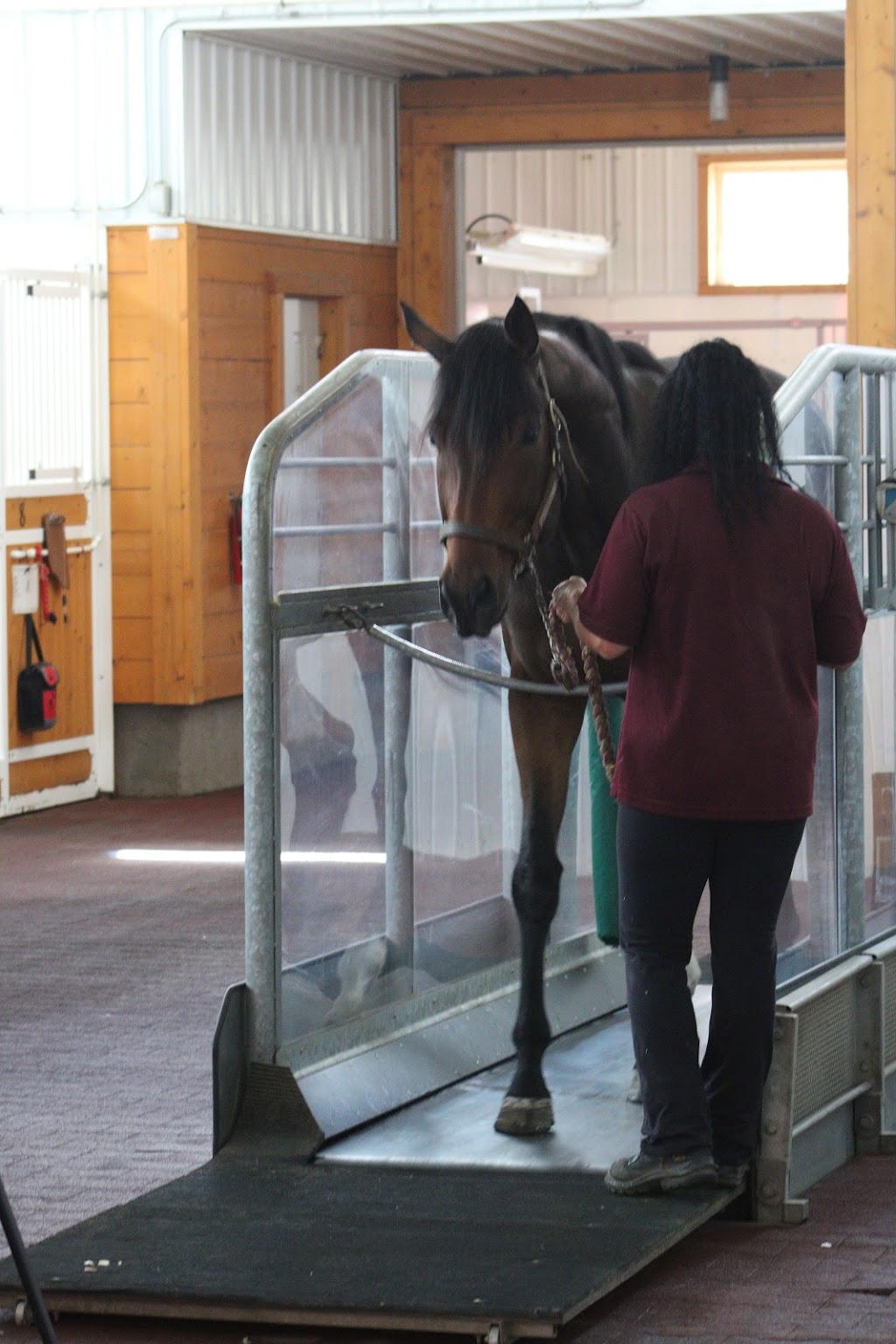 Westana Equine Rehabilitation & Conditioning Centre | Range Rd 211, Redwater, AB T0A 2W0, Canada | Phone: (780) 736-3537