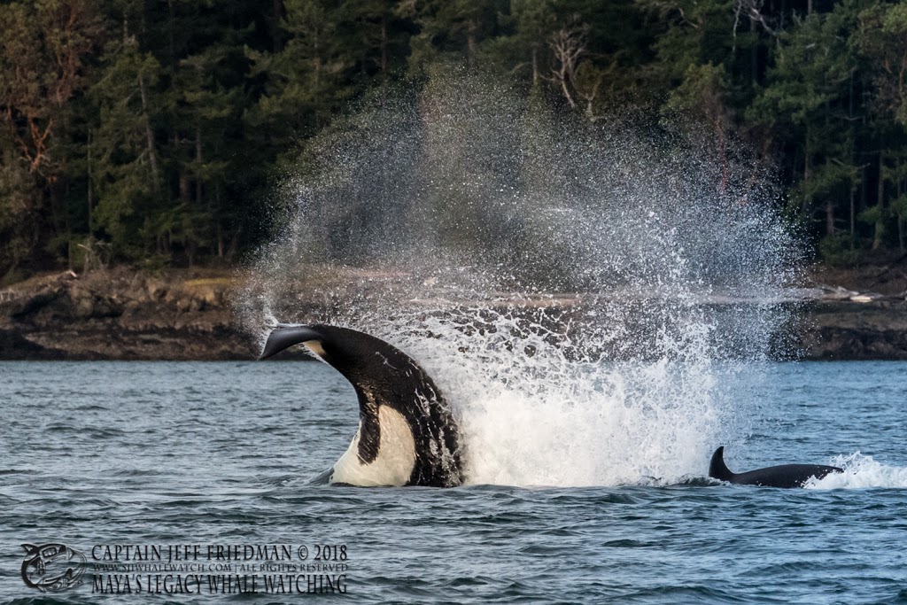 Mayas Legacy Whale Watching | #14 Cannery Landing 8507, Friday Harbor, WA 98250, USA | Phone: (360) 378-7996