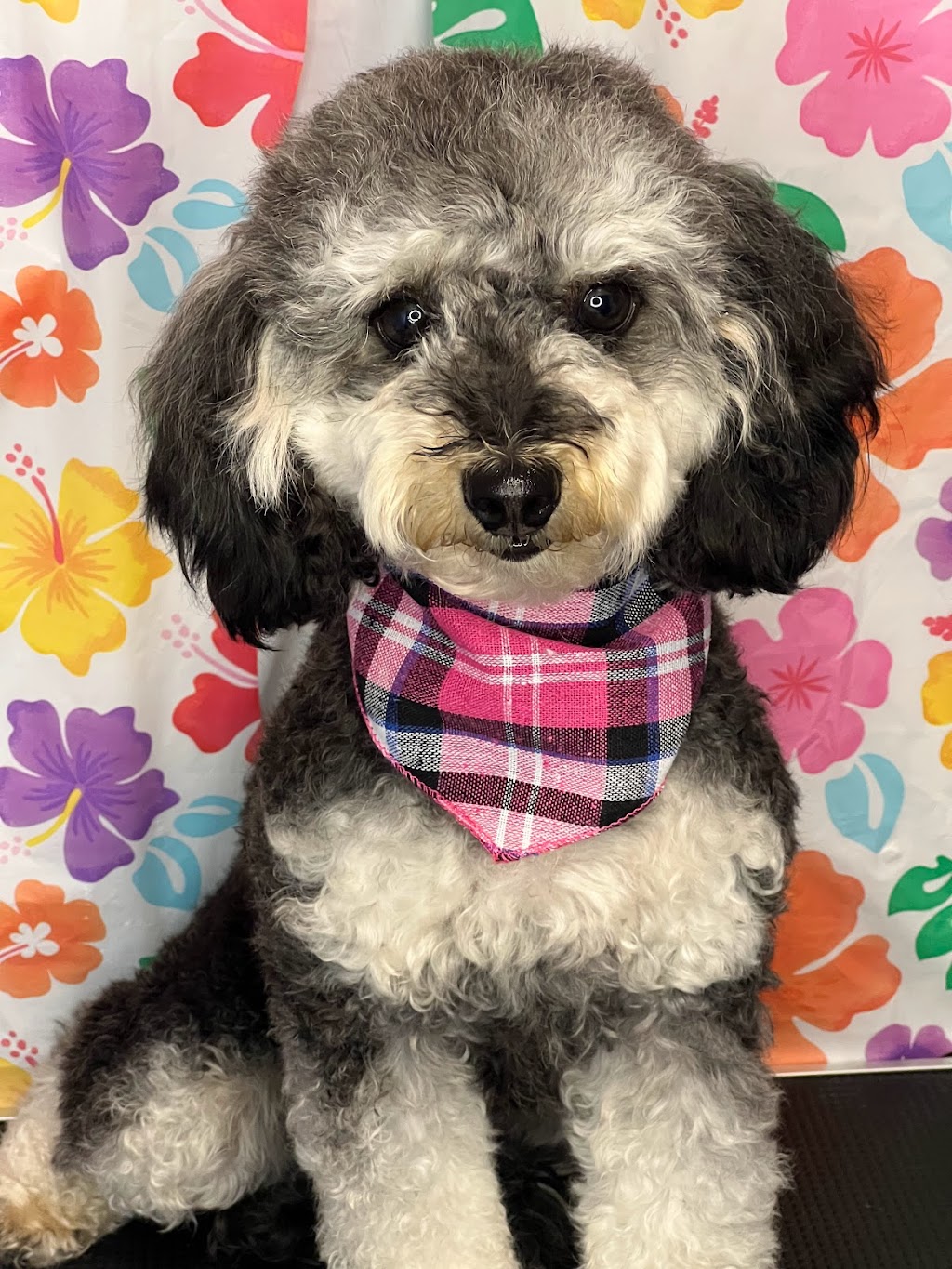 Scruffy Dooz Dog Grooming | 3 Hesham Dr, Whitby, ON L1M 2J9, Canada | Phone: (416) 799-8500