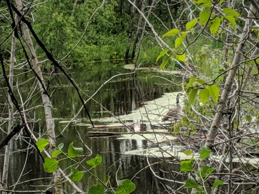 Beaver Pond Trailhead # 7 | Improvement District No. 13, AB T8L 4B6, Canada | Phone: (780) 922-5790