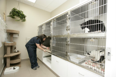 Mountainview Animal Hospital | 333 Mountainview Rd S #12, Georgetown, ON L7G 6E8, Canada | Phone: (905) 702-8822