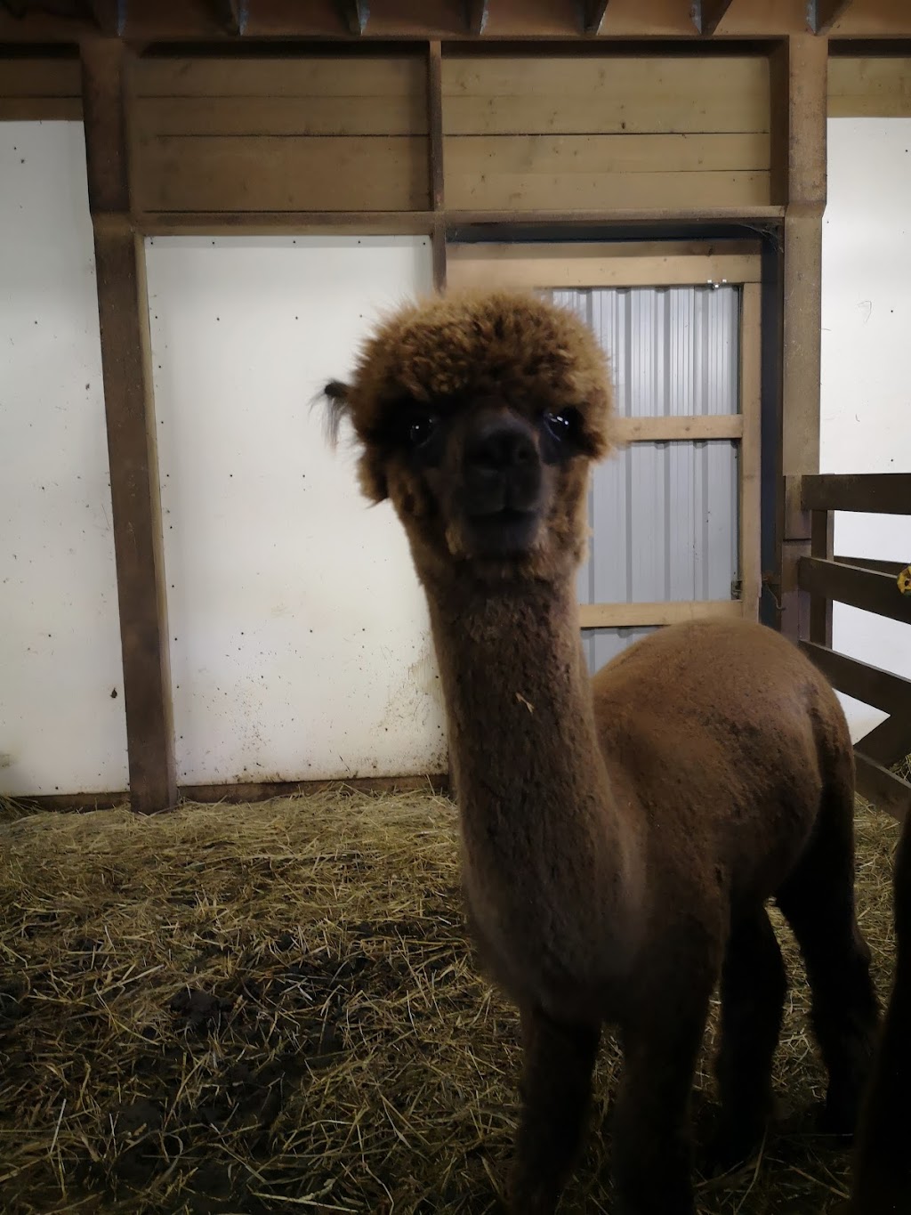 Andres Alpacas | 33201 Grey Rd 28, Hanover, ON N4N 3B8, Canada | Phone: (519) 364-4921