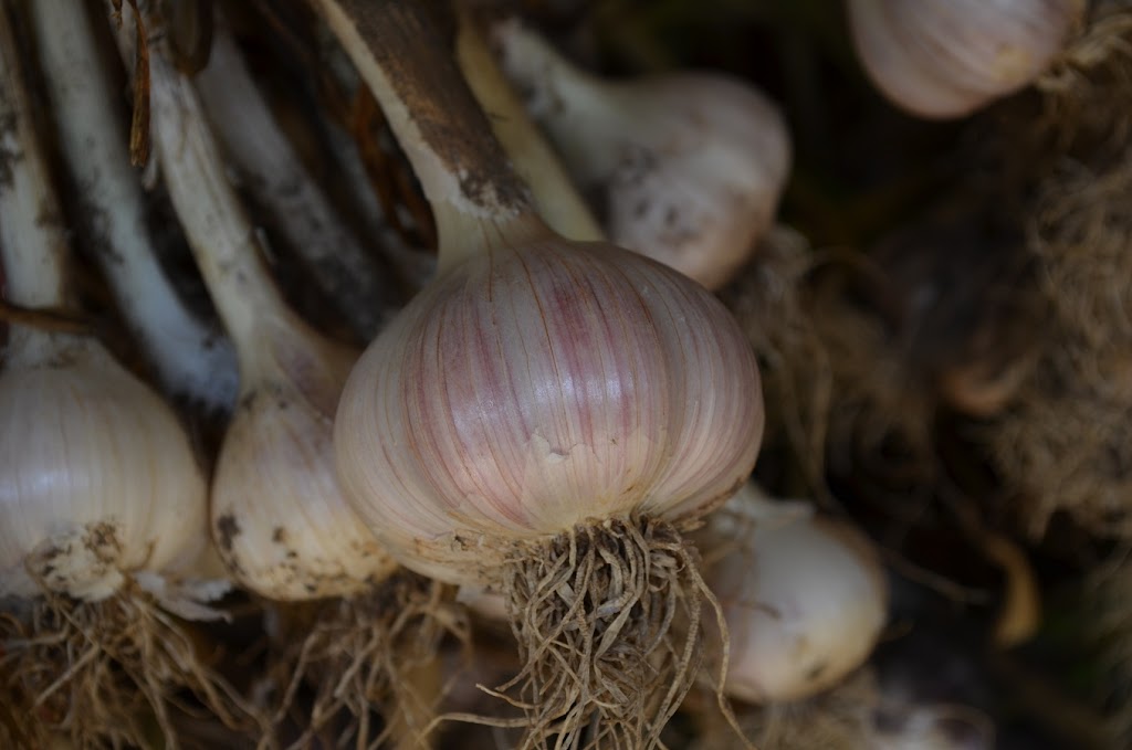 Bulbs of Fire Garlic | 368 Dorion Rd, Tiny, ON L9M 0M4, Canada | Phone: (705) 529-5424