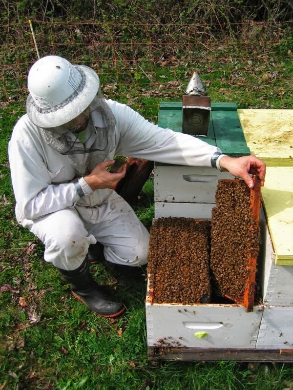 Worker Bee Honey Company | 10609 McGrath Rd, Rosedale, BC V0X 1X2, Canada | Phone: (604) 794-3315