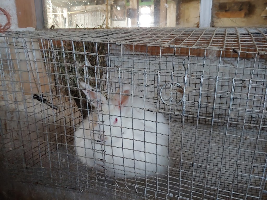 La ferme le moment présent | 155 Chem. Thomas N, Notre-Dame-de-la-Salette, QC J0X 2L0, Canada | Phone: (819) 766-2022