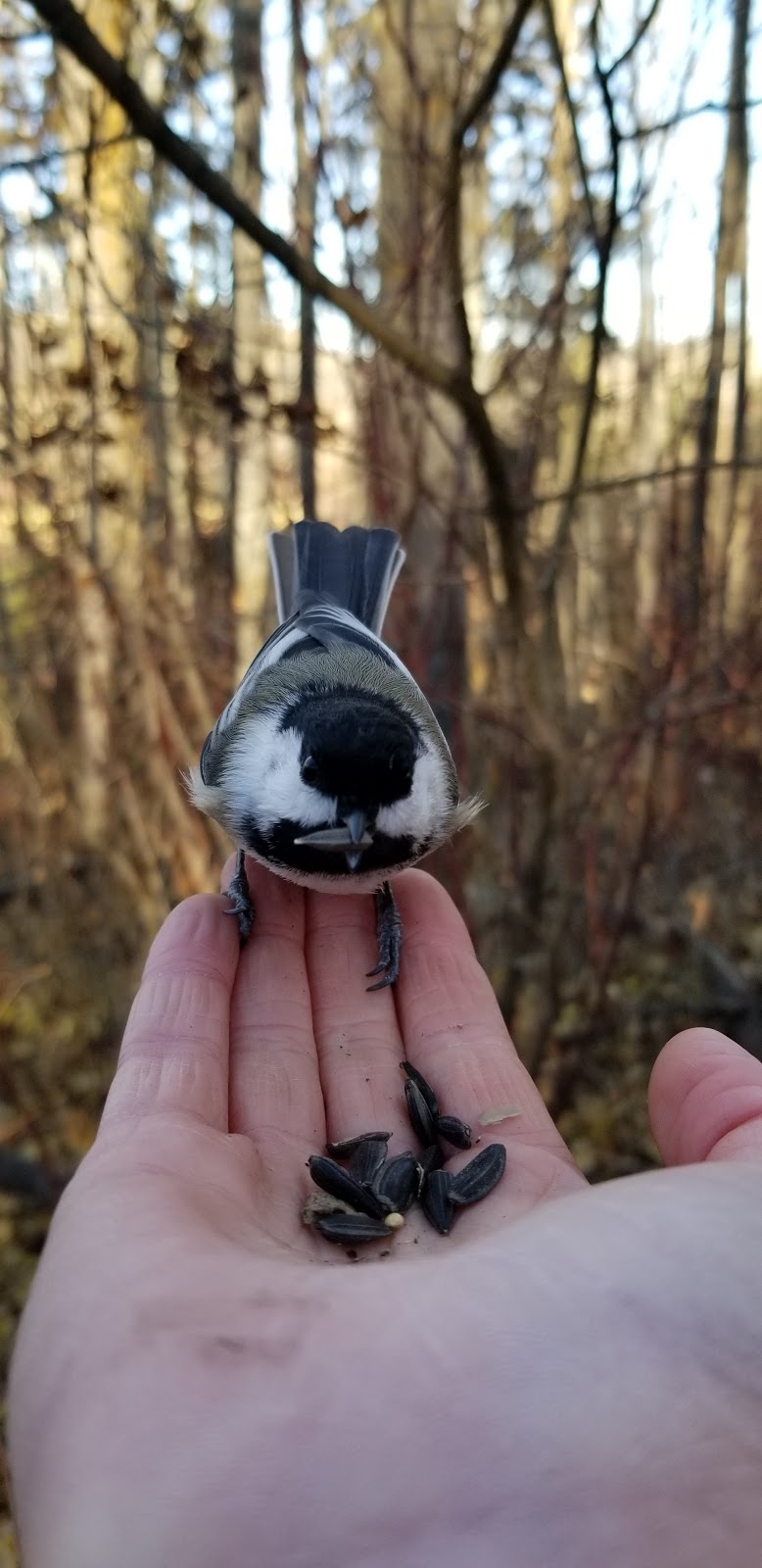 Chickadee Trail (near Gywnne) - Alberta, Canada | Wetaskiwin County No. 10, AB T0C 1L0, Canada