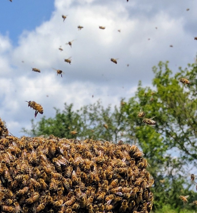 Circling Hawk Honey Farm | 13433 Leslie St, Richmond Hill, ON L4E 1A2, Canada | Phone: (289) 809-4360