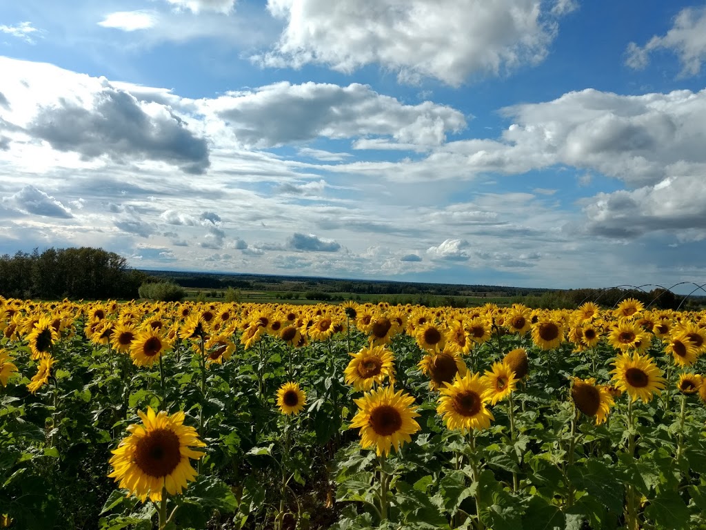 Eagle Creek Farms | 34530 Range Rd 14, Bowden, AB T0M 0K0, Canada | Phone: (403) 224-3995