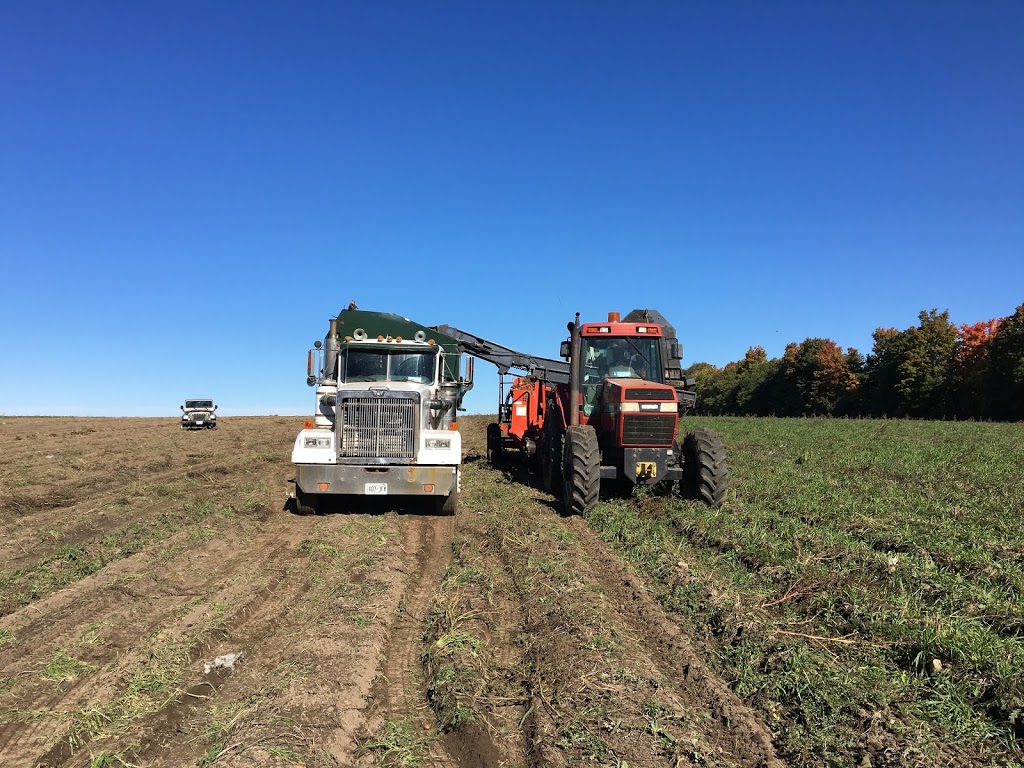 Downey Potato Farms | 477476 3 Line, Shelburne, ON L0N 1S6, Canada | Phone: (519) 925-3209