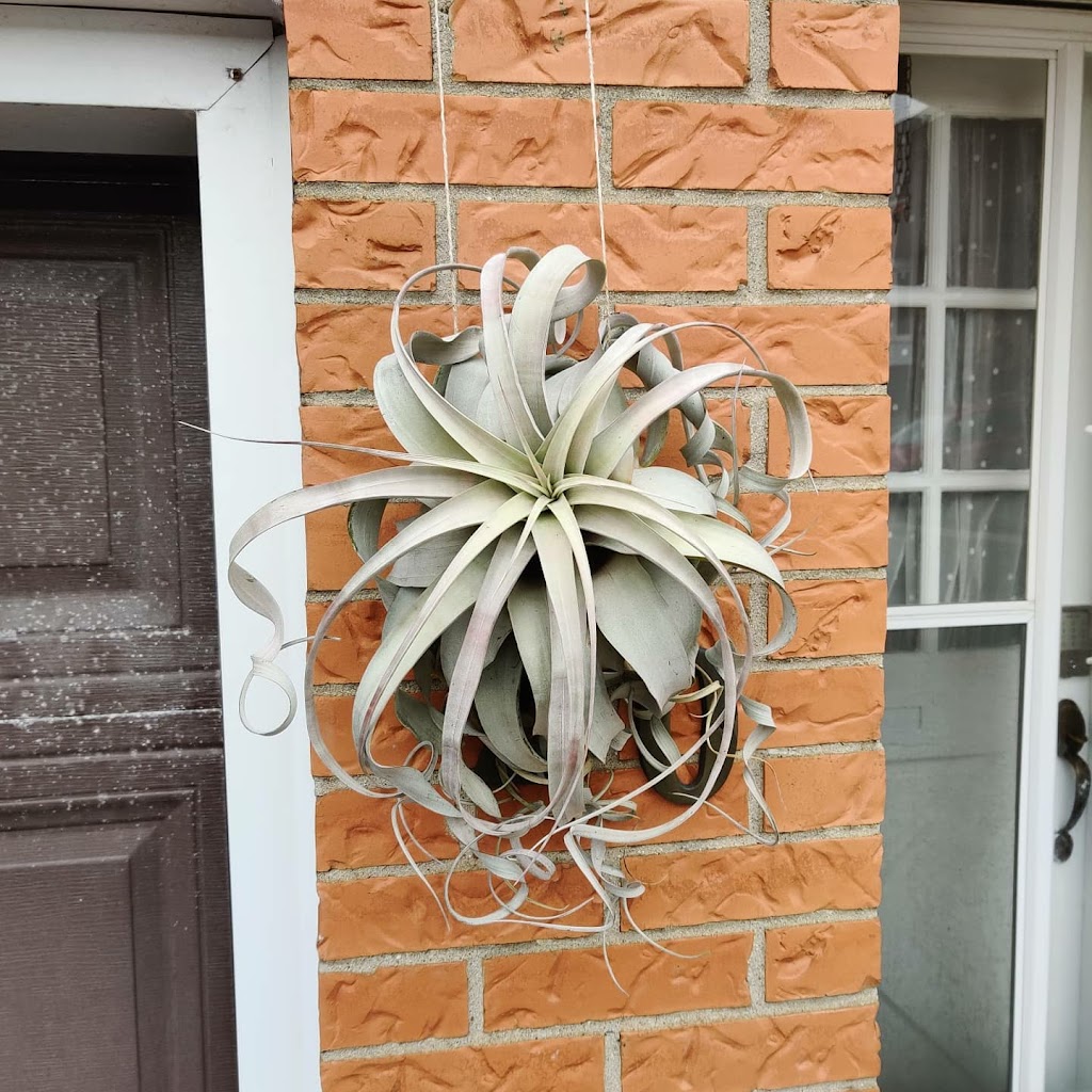 Daves Air Plant Corner (Appointment-only Pick-up Location) | 90 Crockamhill Dr Unit 20, Scarborough, ON M1S 2K9, Canada | Phone: (647) 857-1537