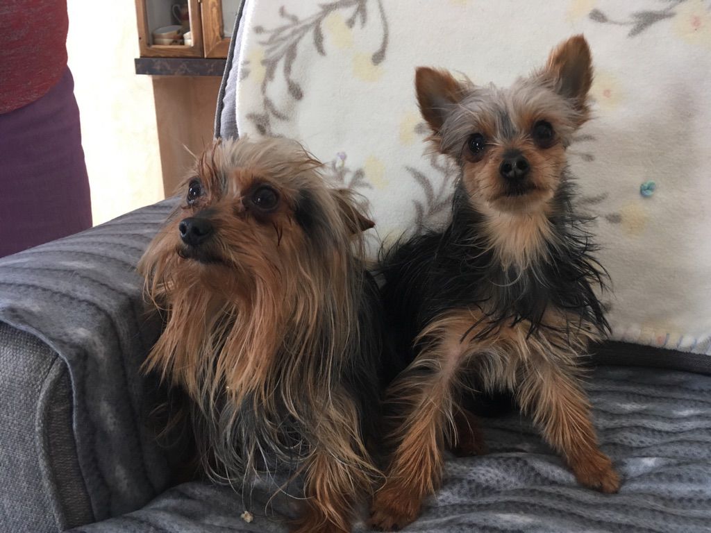 Ketabra Yorkies | 40121 rr221, Alix, AB T0C 0B0, Canada | Phone: (403) 391-9753