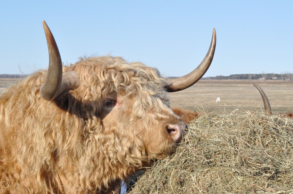 Ferme Genty senc | 1495 Chem. des Bouvreuils, Bécancour, QC G9H 4C9, Canada | Phone: (819) 698-1107