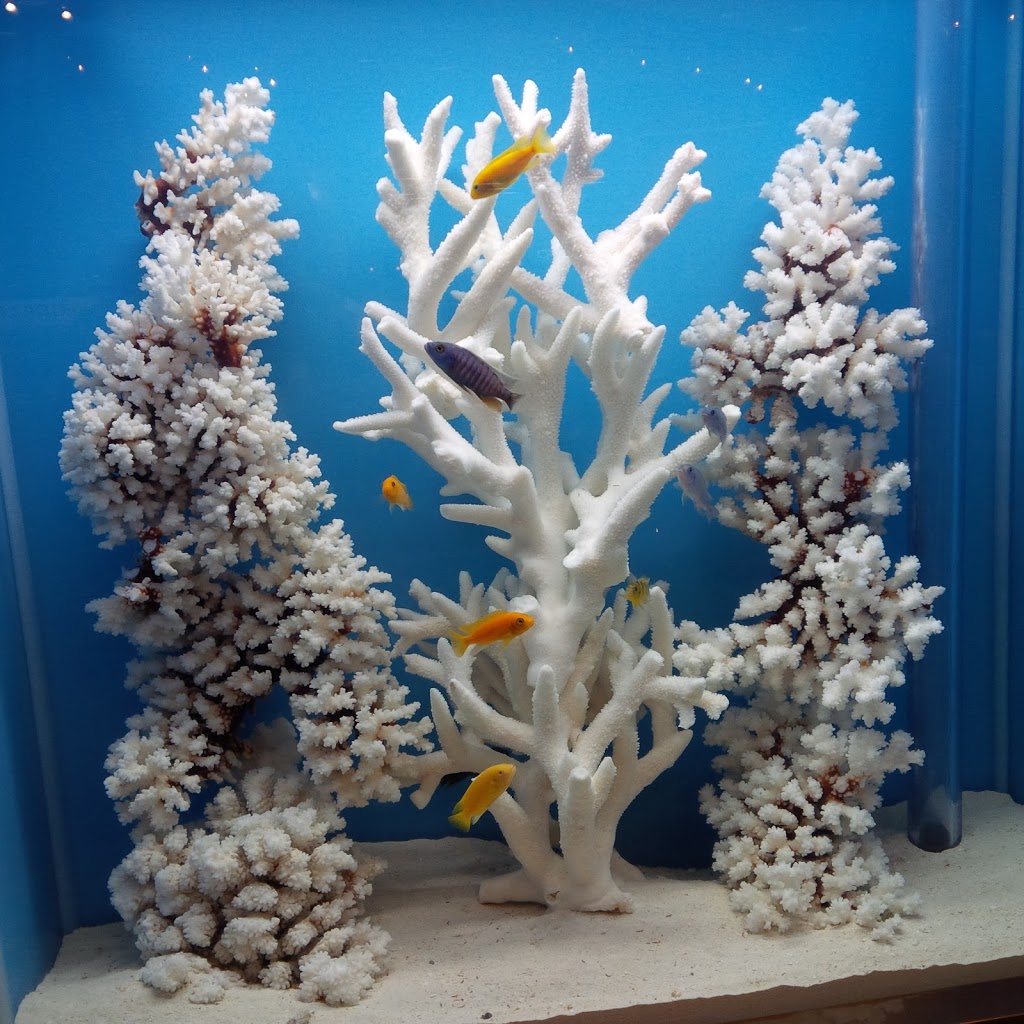 LT Aquariums | 850 Tapscott Rd Unit #8, Scarborough, ON M1X 1N4, Canada | Phone: (647) 829-8245