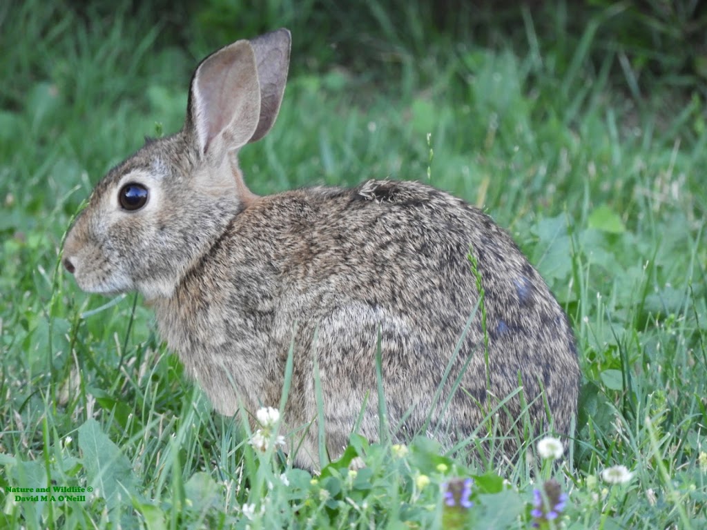 Rideau Valley Conservation Authority | 3889 Rideau Valley Dr, Manotick, ON K4M 1A5, Canada | Phone: (613) 692-3571