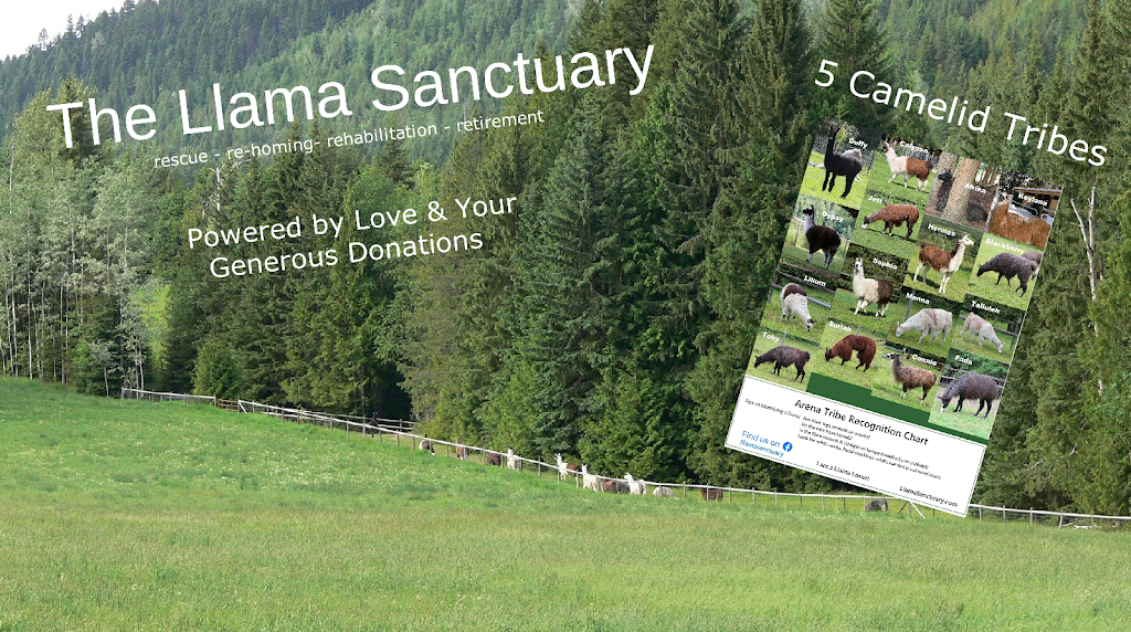 The Llama Sanctuary | 2415 Chase Falkland Rd, Chase, BC V0E 1M1, Canada | Phone: (250) 679-8121