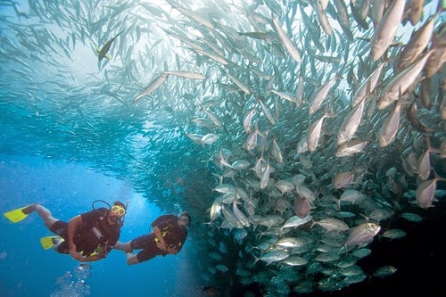 Course Diving - Trois Poissons Scuba | 585 Rue Gérin Lajoie, Trois-Rivières, QC G8T 5Y7, Canada | Phone: (819) 694-1081