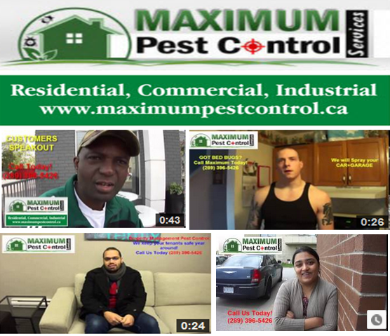 Maximum Pest Control Services | 2325 Hurontario St #396, Mississauga, ON L5A 4K4, Canada | Phone: (905) 330-2102