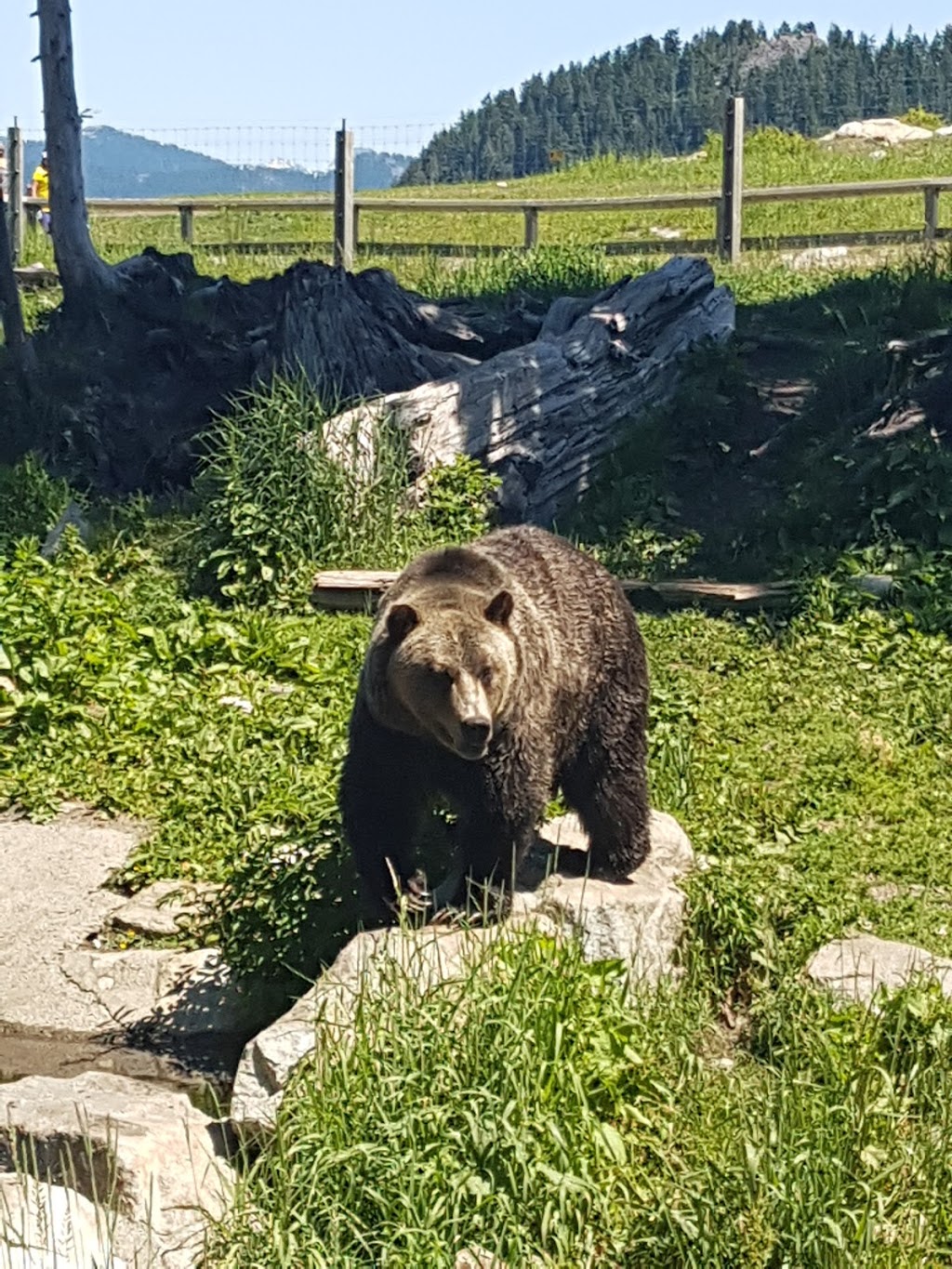 Grouse Mountain Regional Park | 6400 Nancy Greene Way, North Vancouver, BC V7R 4K9, Canada | Phone: (604) 224-5739