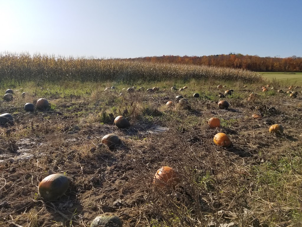 Reine des Prés - Laiterie BIO | 210 Rang de la Rivière Blanche, Saint-Alban, QC G0A 3B0, Canada | Phone: (819) 473-2310