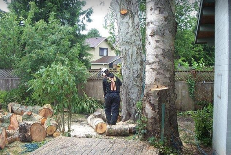 Tall Timber Tree Services - North Delta | 11738 Caribou Rd, Delta, BC V4E 2B2, Canada | Phone: (604) 541-8733