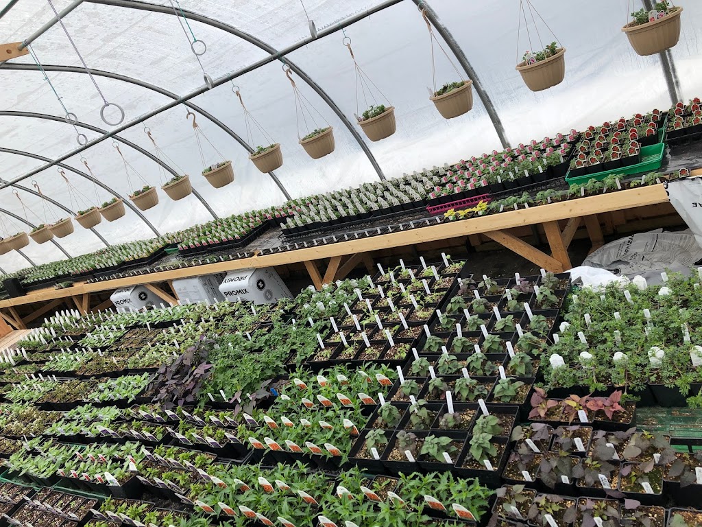 The Bloom n Bucket Country Greenhouses | 48503 Range Rd 263, Calmar, AB T0C 0V0, Canada | Phone: (780) 994-0944