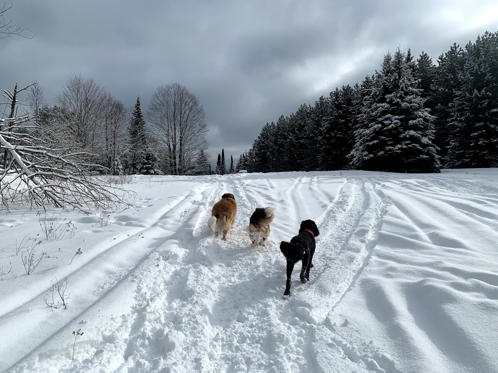 Tails and Trails | 6534 Haliburton County Rd 121, Minden, ON K0M 2K0, Canada | Phone: (705) 935-8245