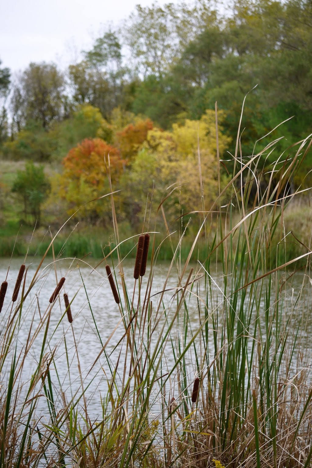 Delsey Wetlands | Cairns Ave, Dundas, ON L9H 1H2, Canada