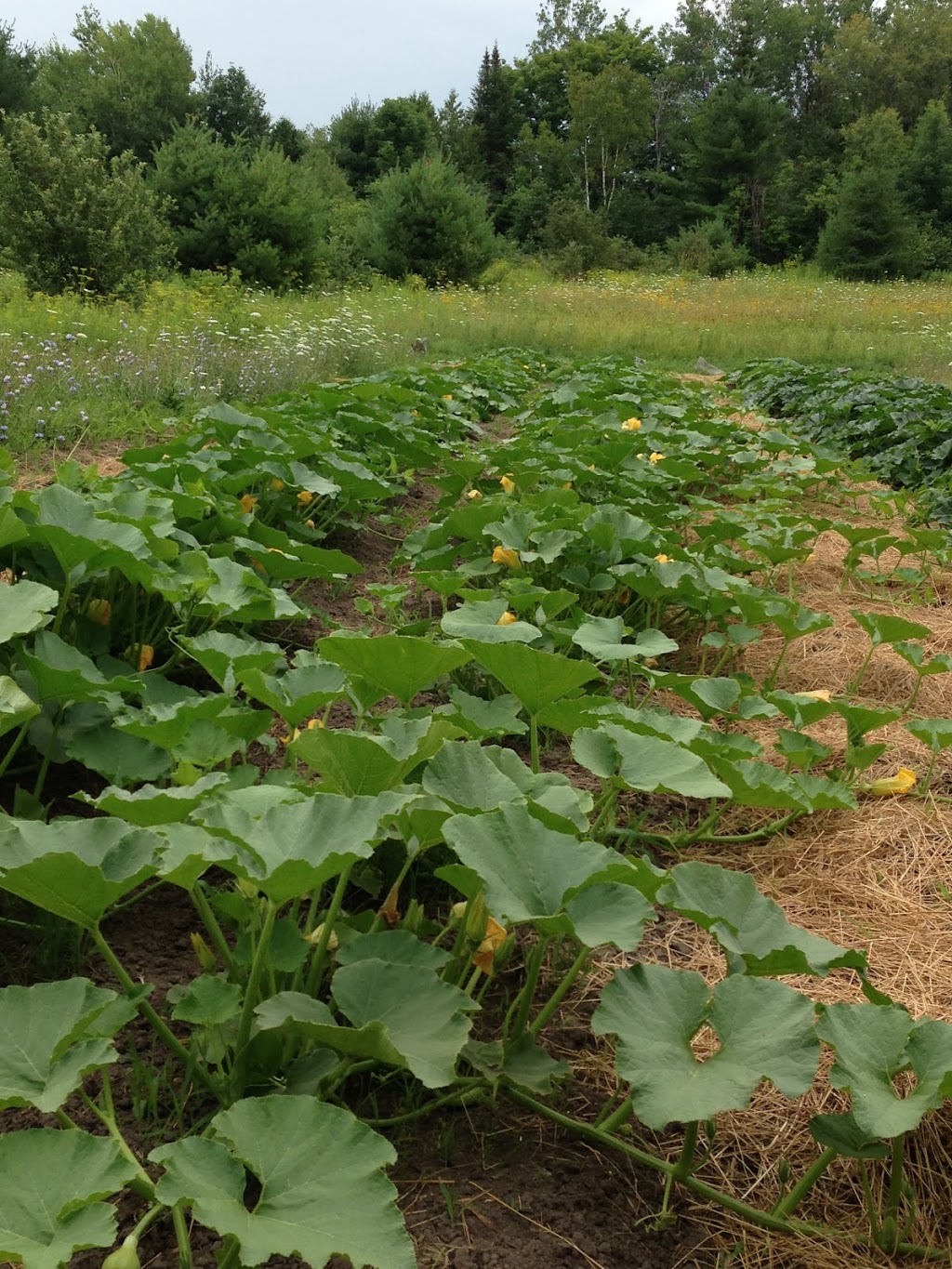 Tereausol Farm (Organic vegetables and fruits) | 306 Rang St Louis, Saint-André-Avellin, QC J0V 1W0, Canada | Phone: (514) 915-1888